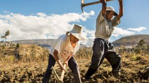 Se establece un nuevo régimen del Impuesto a la Renta e IGV para pequeños productores y empresas agrarias a partir del ejercicio 2026