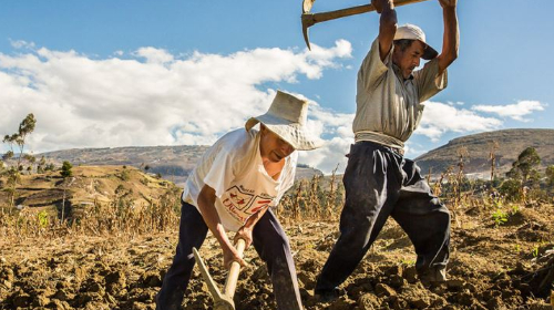 Se establece un nuevo régimen del Impuesto a la Renta e IGV para pequeños productores y empresas agrarias a partir del ejercicio 2026