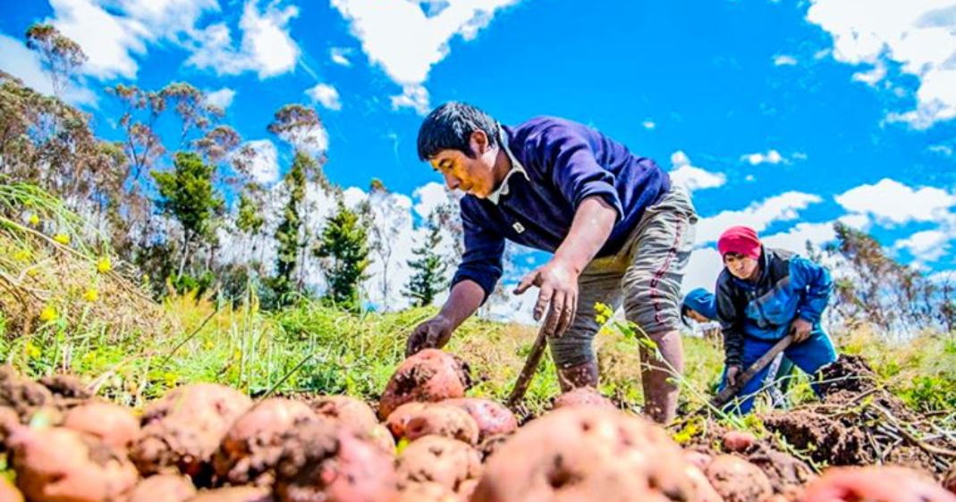 Menor carga tributaria y reintegro de IGV: ¿el nuevo marco dinamizará la agroindustria?