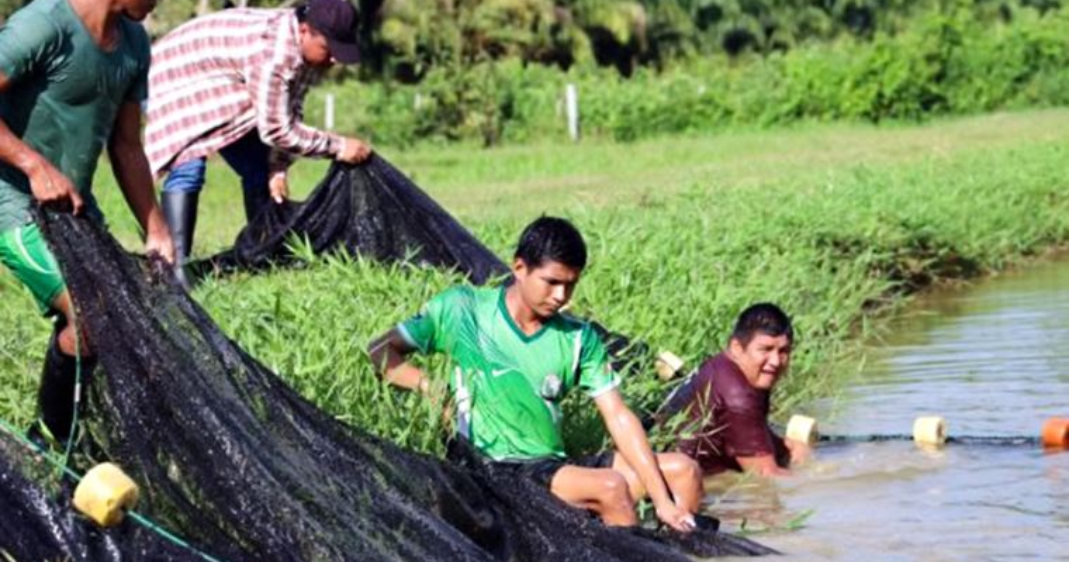 Créditos para acuicultores afectados por lluvias e inundaciones: ¿hasta cuándo acceder a tasas de 0% y 1%?
