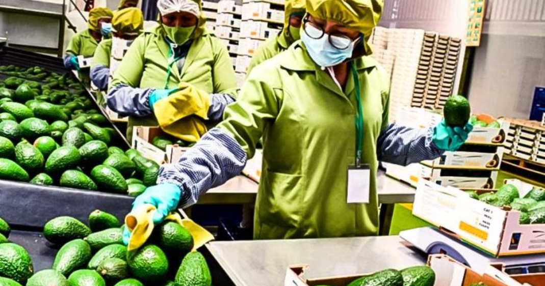 Ventas por agroexportaciones superan los US$ 8,100 millones hasta agosto 2025