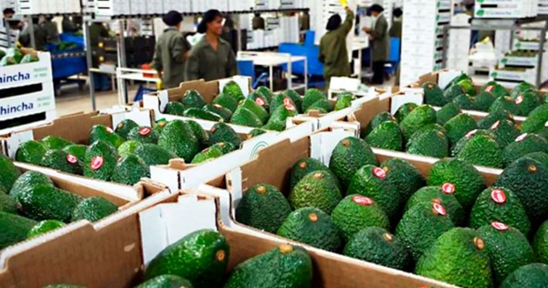 Agroexportaciones suman US$ 3,055 mllns. a marzo