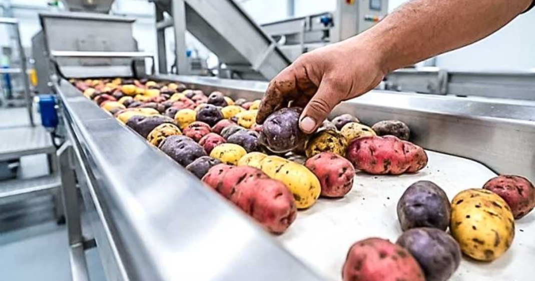 Aprueban el reglamento para impulsar industrialización y exportación de la papa