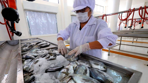 Ejecutivo aprueba proyecto para promover consumo y venta de pescados y  mariscos | Actualidad Empresarial