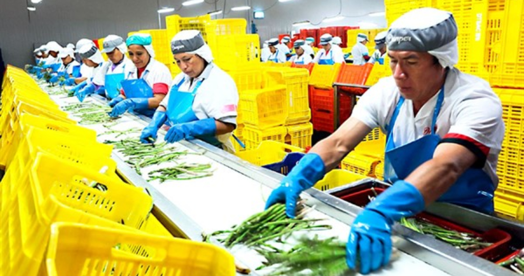 Agroexportación superó los US$ 15,000 millones