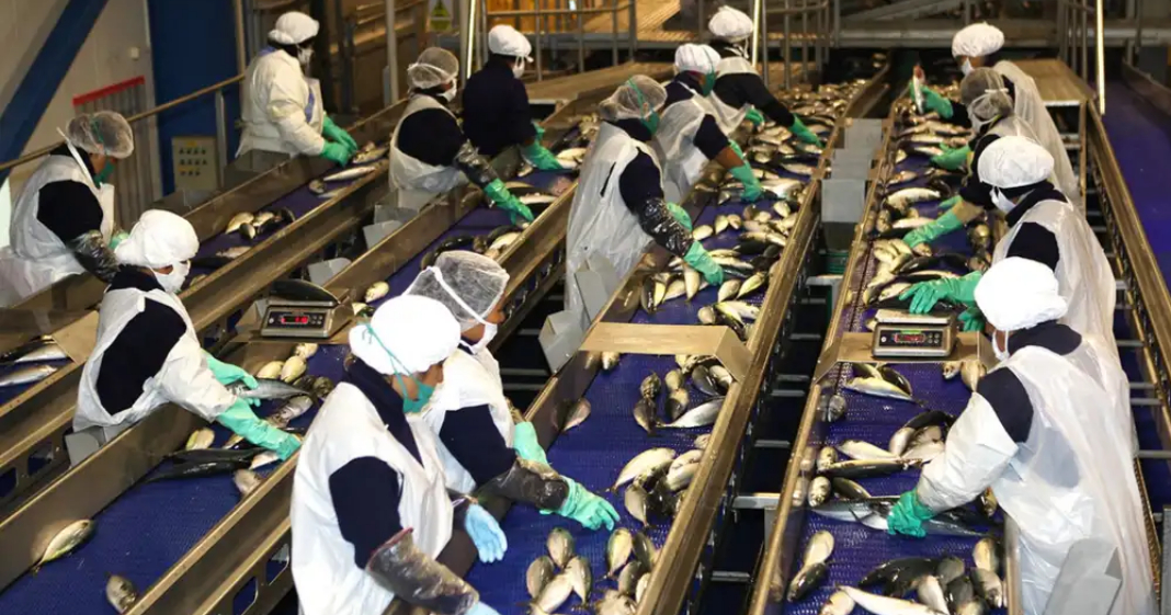PBI creció 3,05% hasta junio, pero pesca y manufactura retrocedieron
