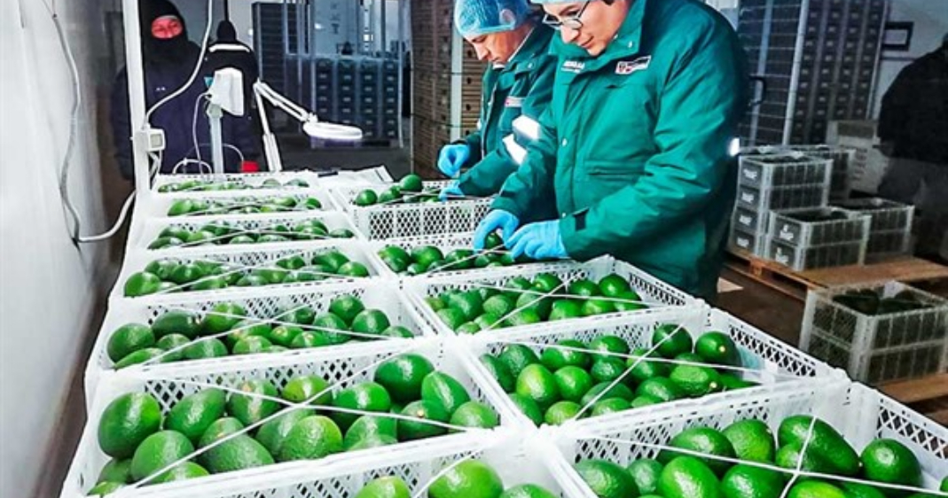 Agroexportación aumentó 6.7% en primer bimestre