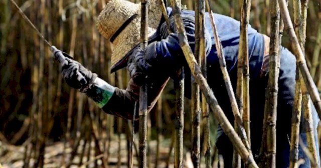 El precio del azúcar podría elevarse más en Perú: La explicación de Moody’s Local